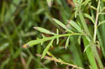 Spotted knapweed